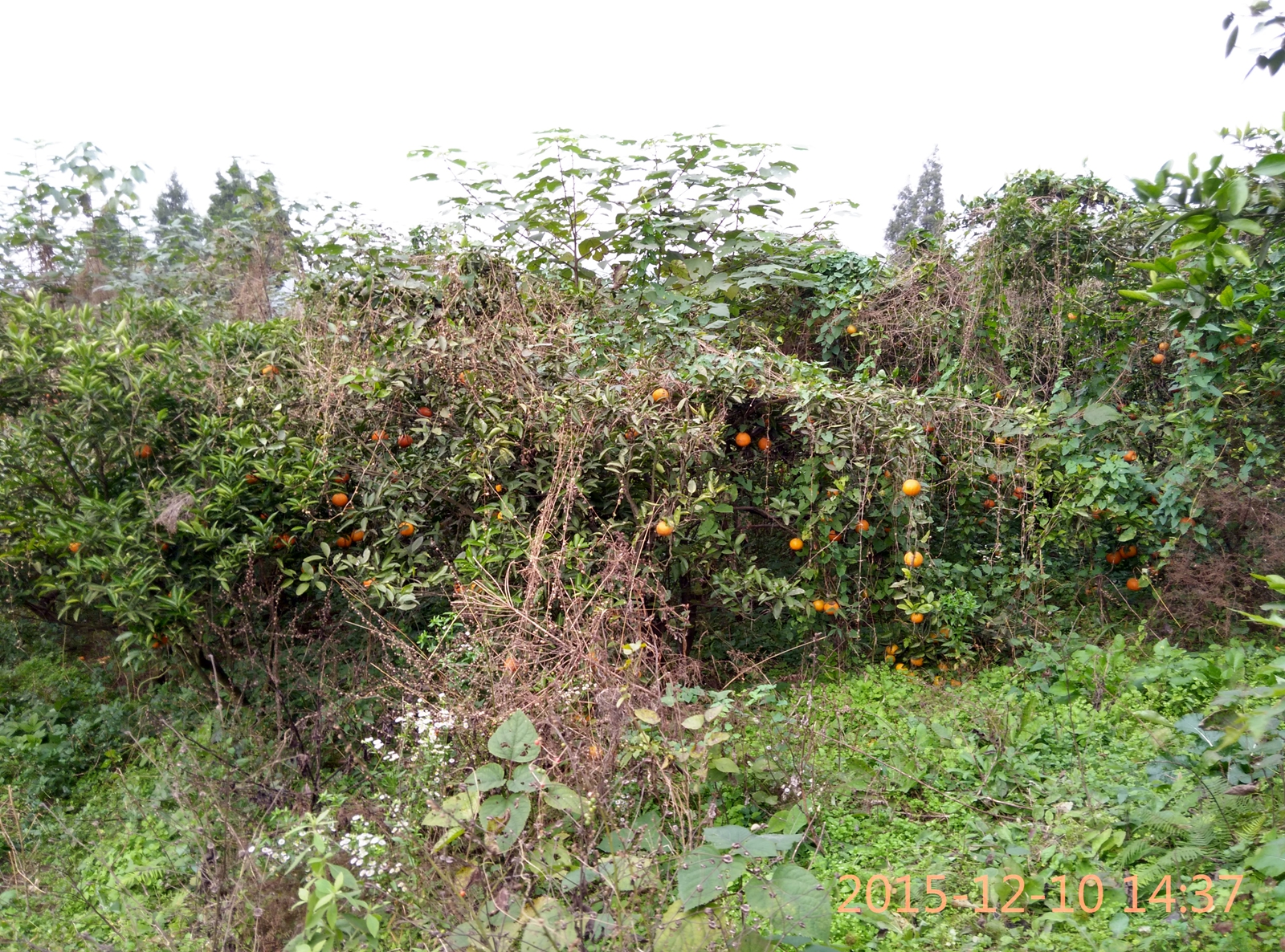 IMG_20151210_143741_HDR.jpg