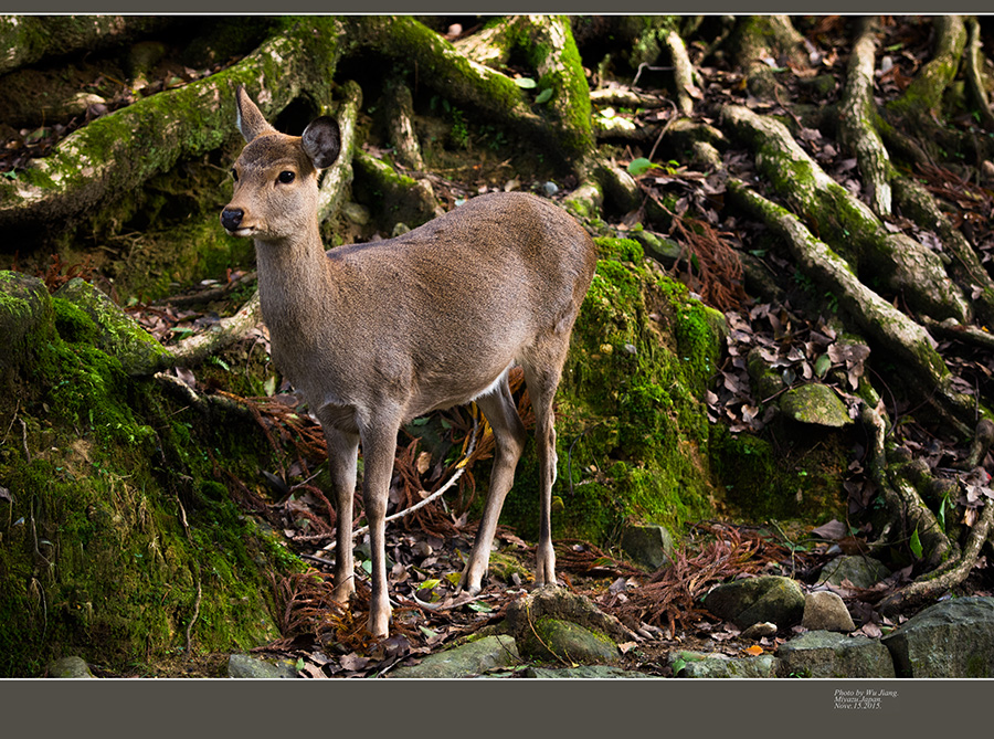 DSC_5391-2.jpg
