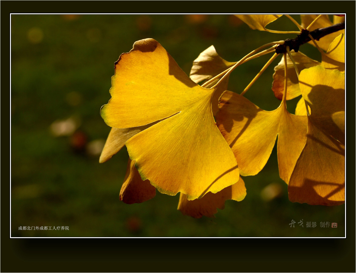 舟戈摄影金色的白果叶