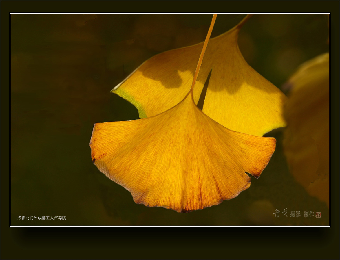 舟戈摄影金色的白果叶