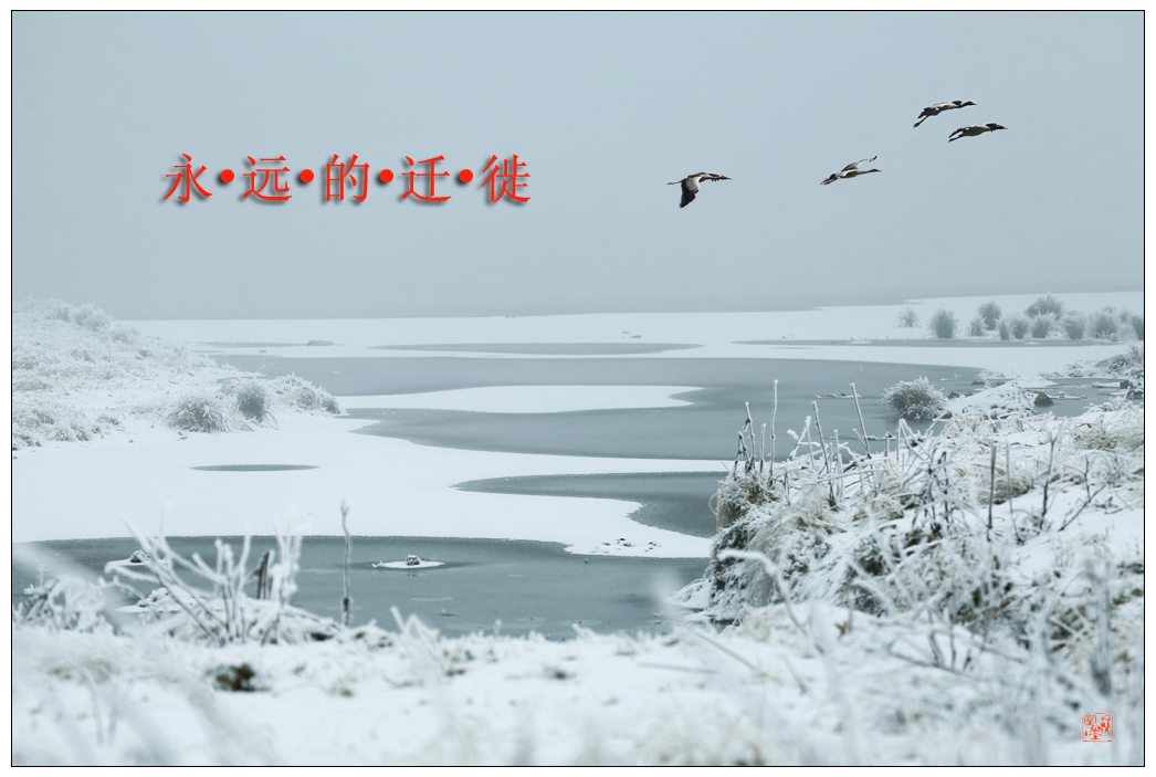 ԶǨ.jpg