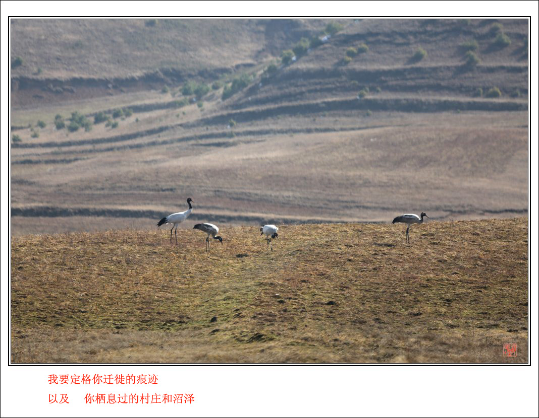 ԶǨ (7).jpg