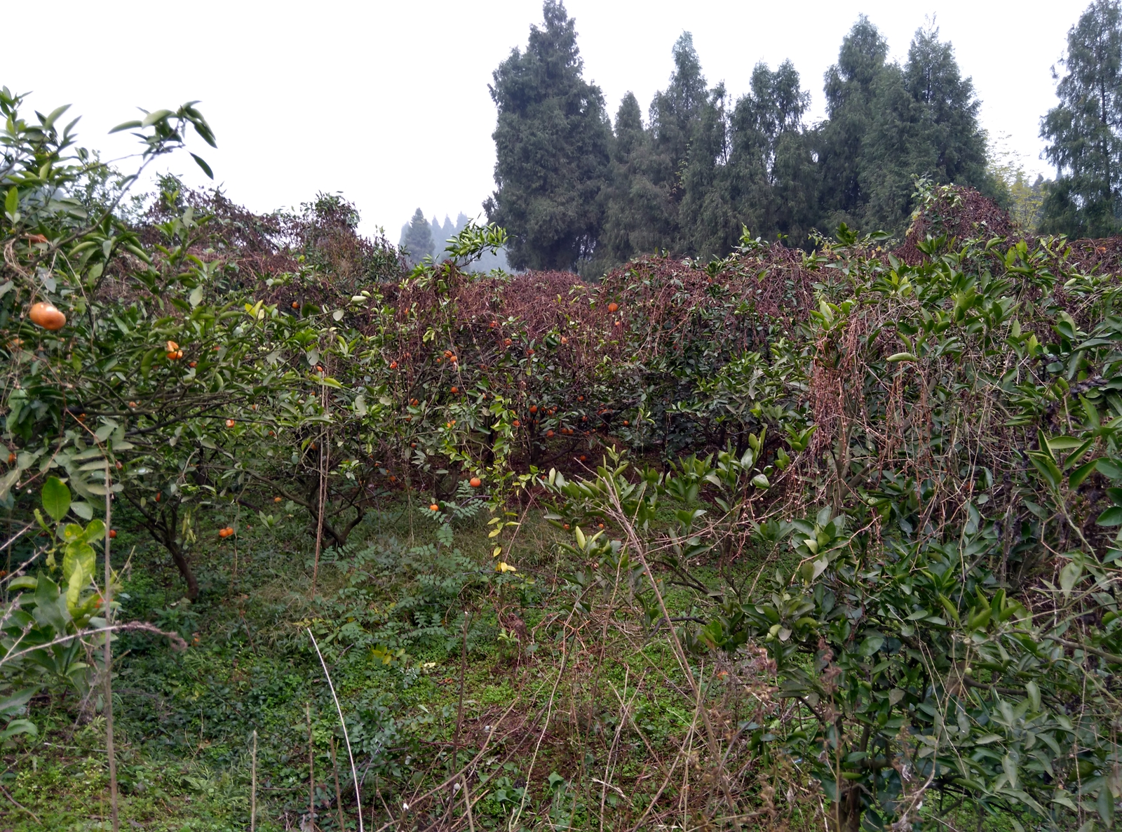 IMG_20151230_170649_HDR.jpg