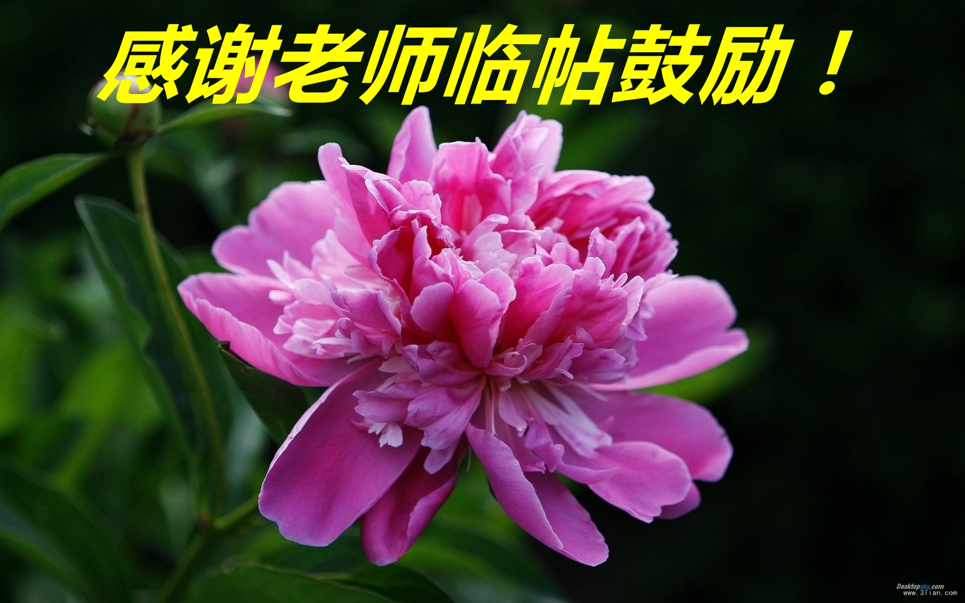 请欣赏宋娜李正良主演的火烧琵琶精郫县振兴川剧团