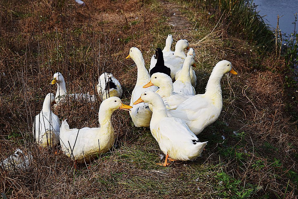 DSC_0277_.jpg