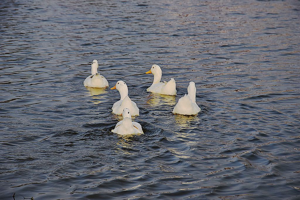 DSC_0293_.jpg