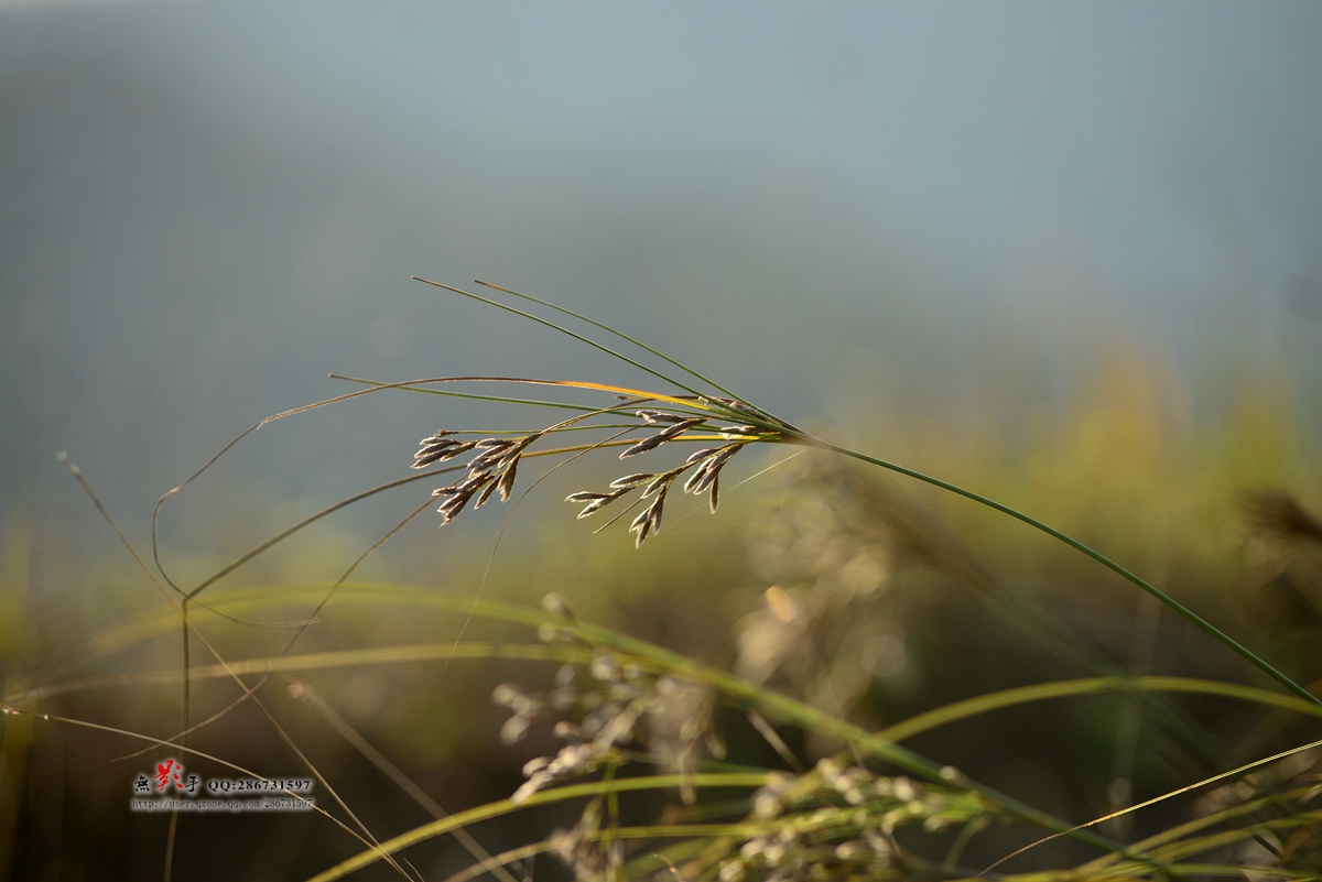 DSC_4462.jpg