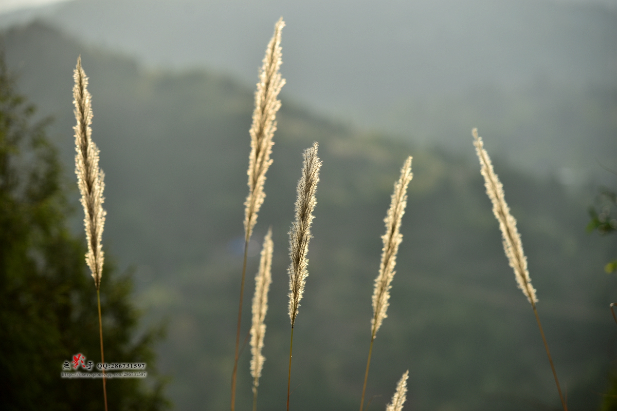 DSC_4473.jpg