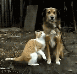 t010326452bbb81b5d2.gif