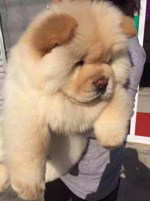 出售赛级松狮宝宝 大毛量 大骨量幼犬 白色黄色都有