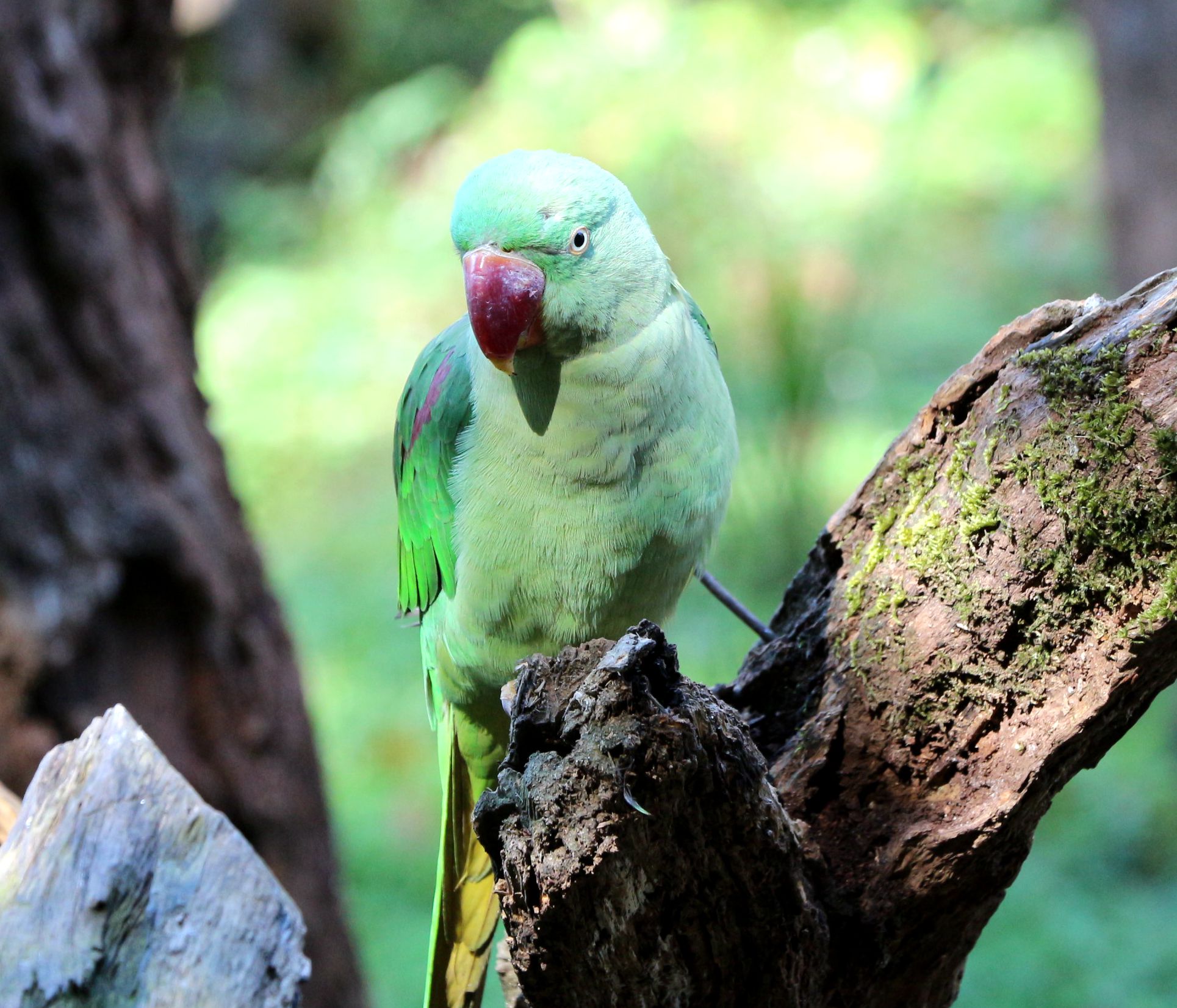 西双版纳珍稀动物