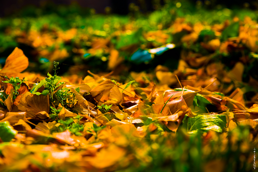 5A6A3338_.jpg
