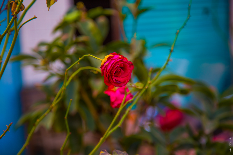 5A6A3351_.jpg