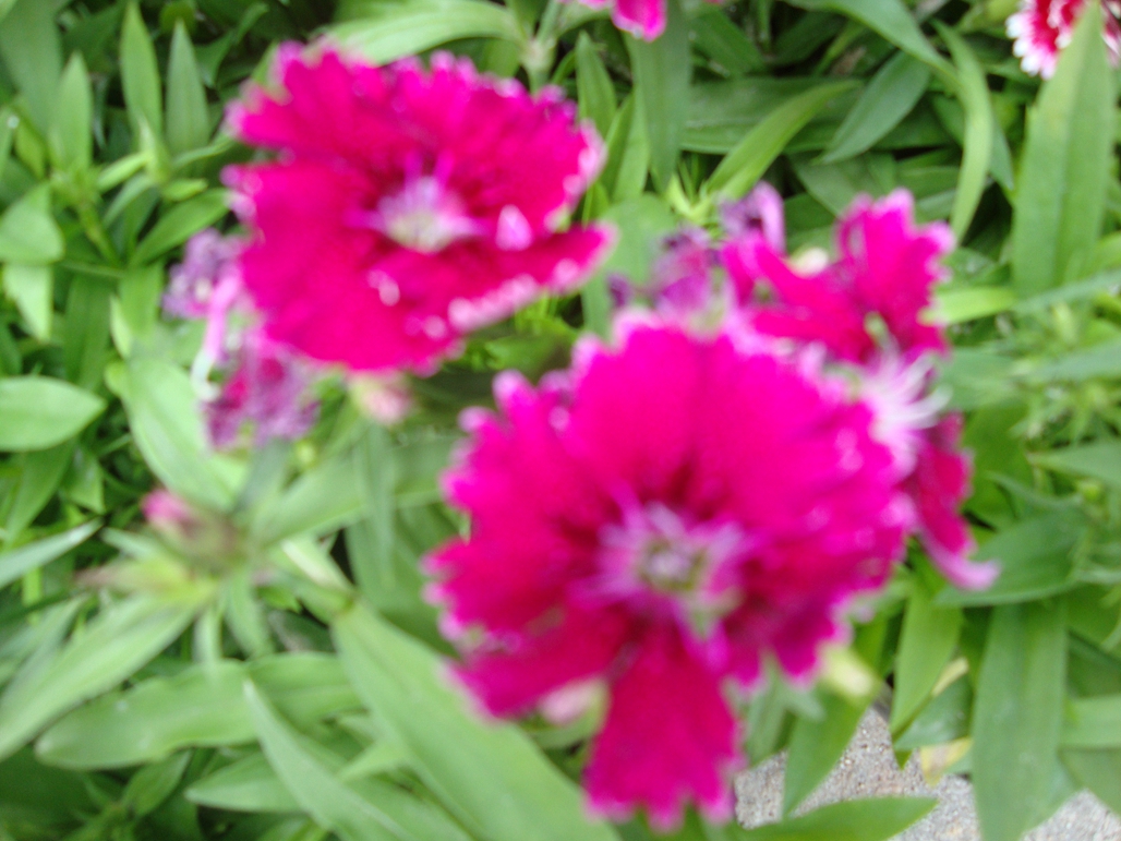 DSC03925.JPG