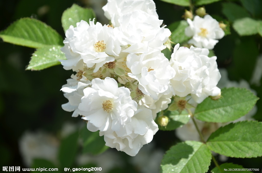 花开十三月 香飘第五季