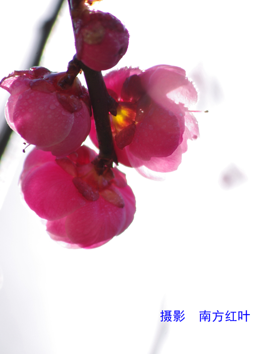 IMGP8013.jpg