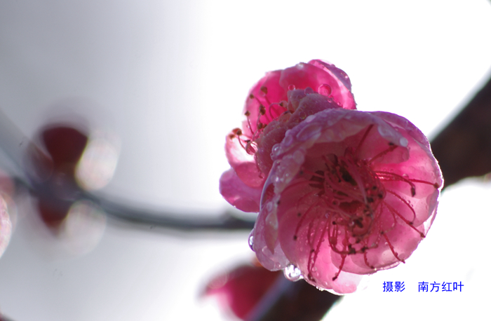 IMGP8014.jpg