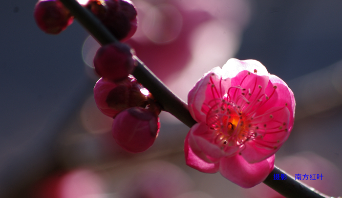 IMGP8019.jpg