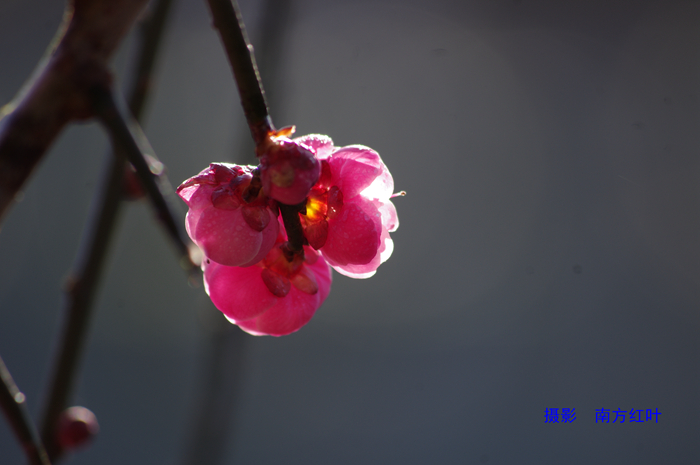 IMGP8023.jpg