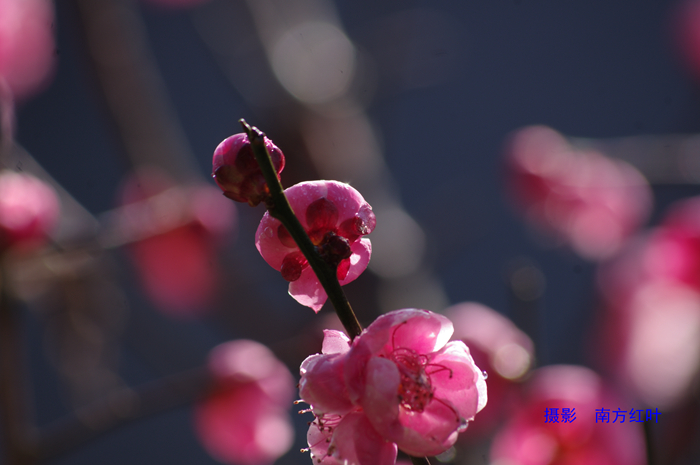 IMGP8027.jpg