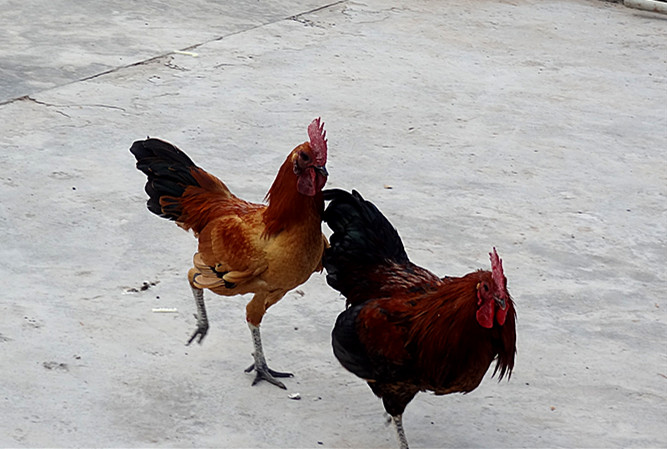 DSC01146_.jpg