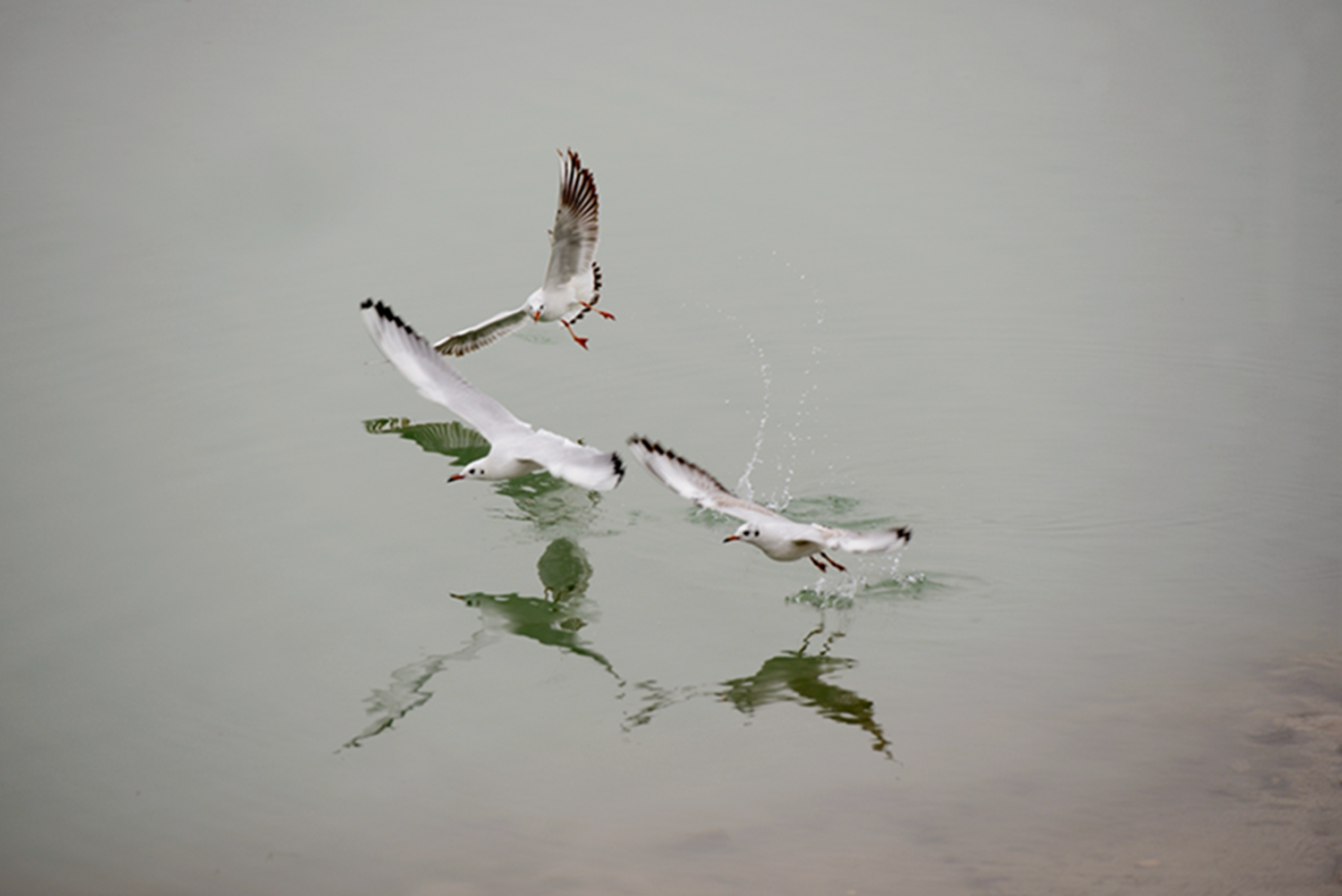 DSC_0782-1.jpg