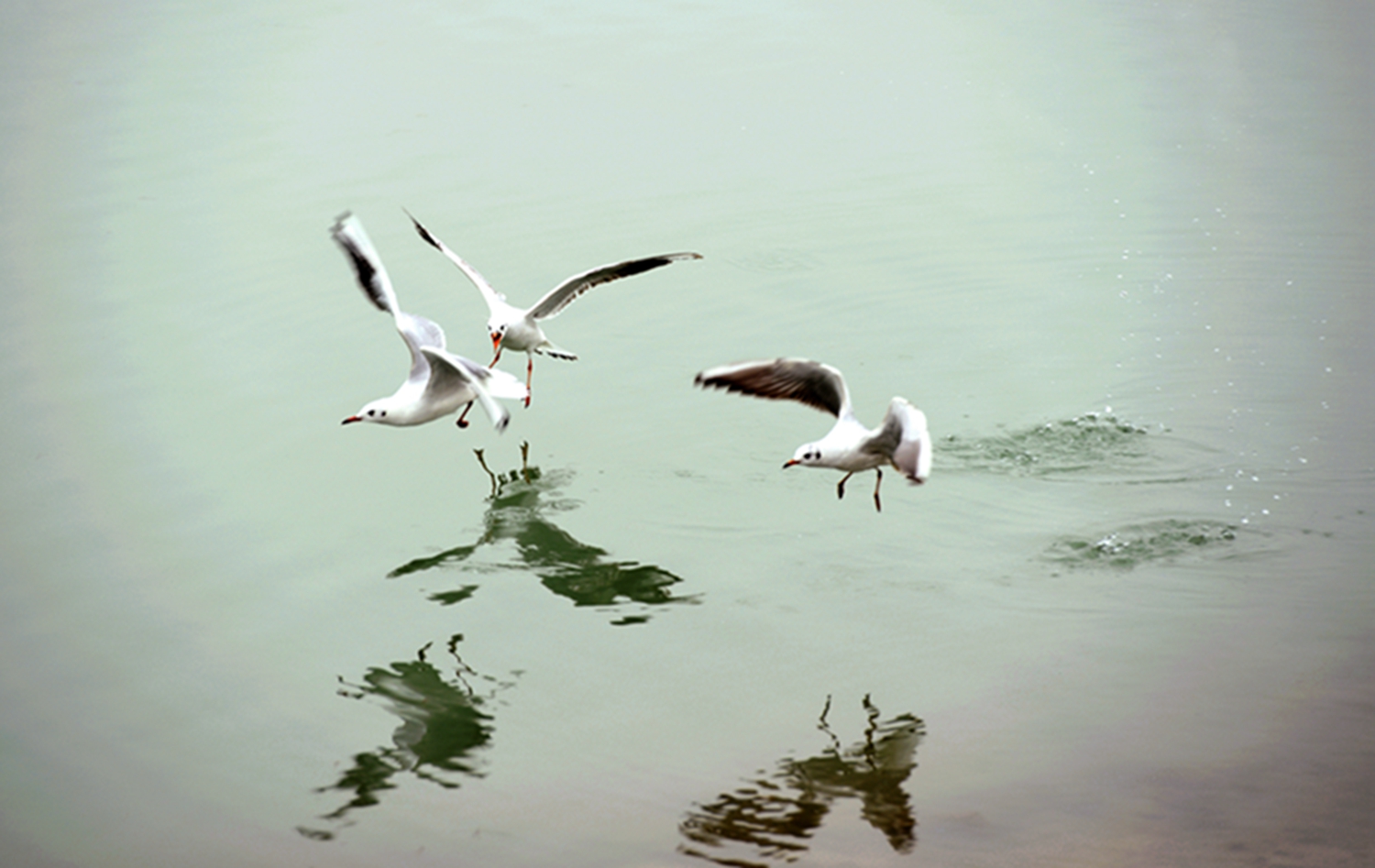 DSC_0783.JPG