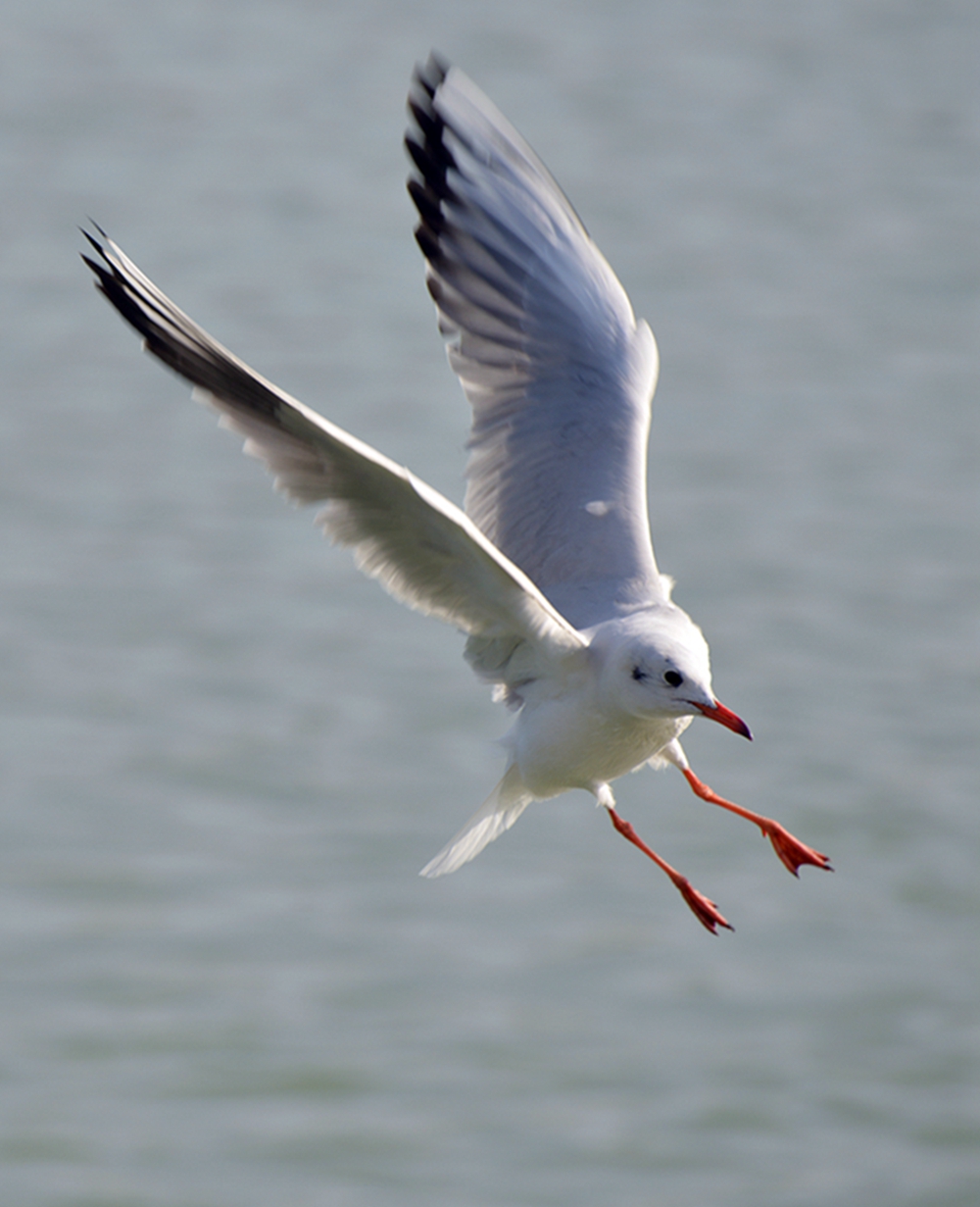 DSC_9651.JPG