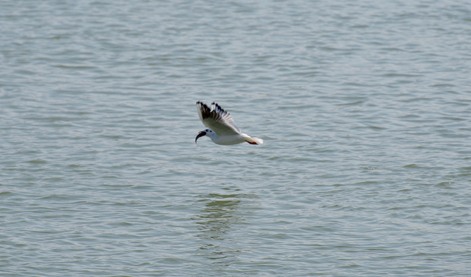DSC_9685.JPG