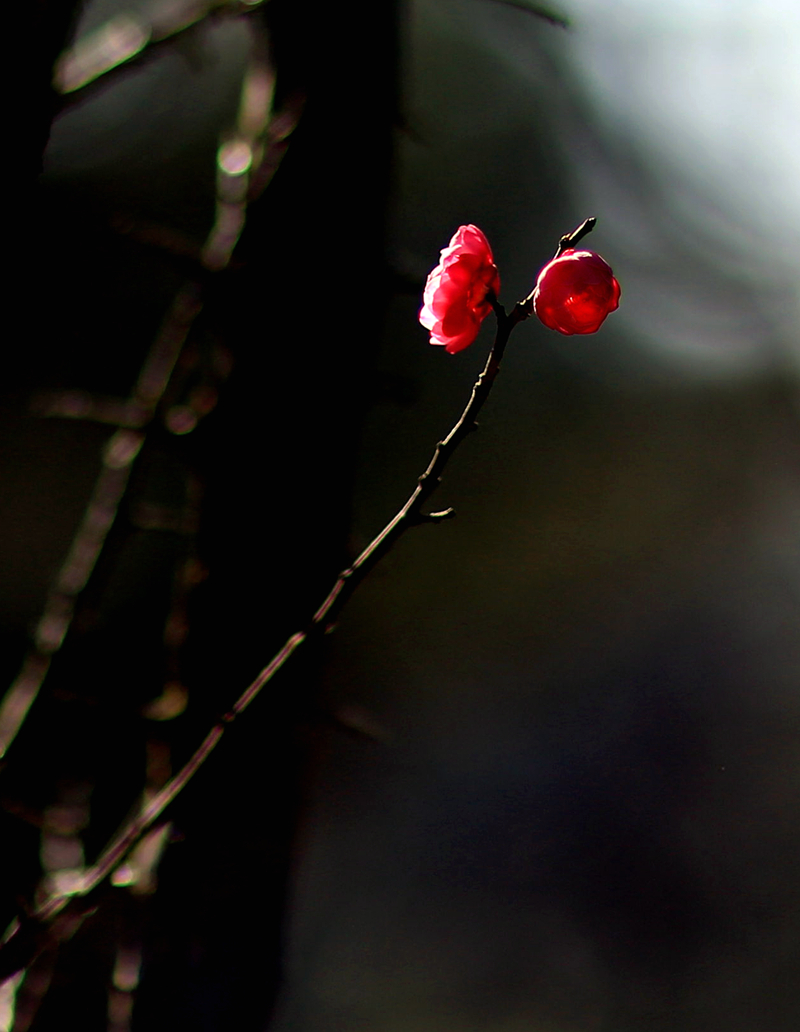 5Y6A0345.jpg