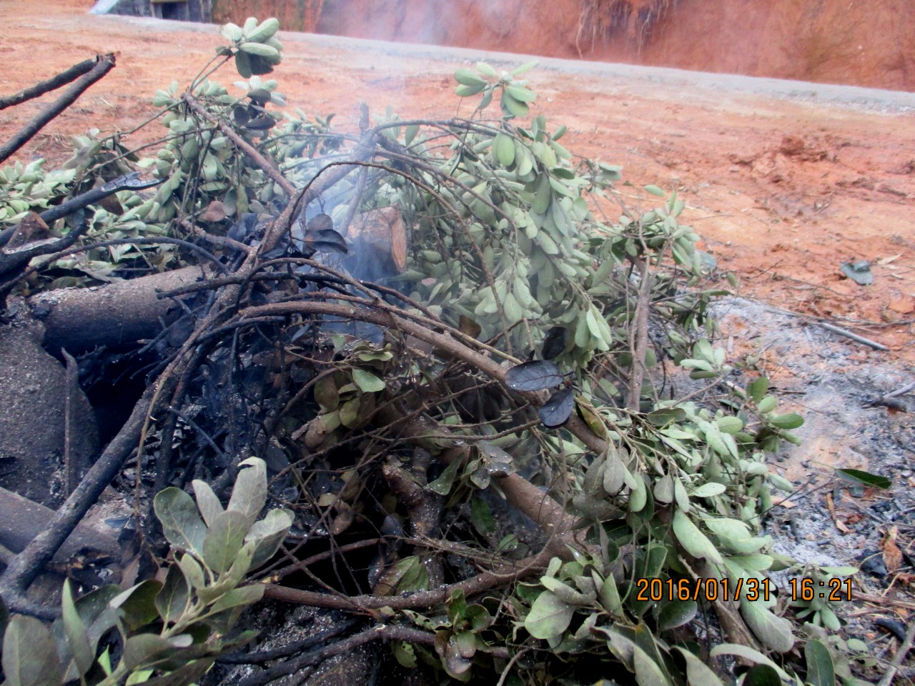 发个烟烟帖,熏死毛毛虫!