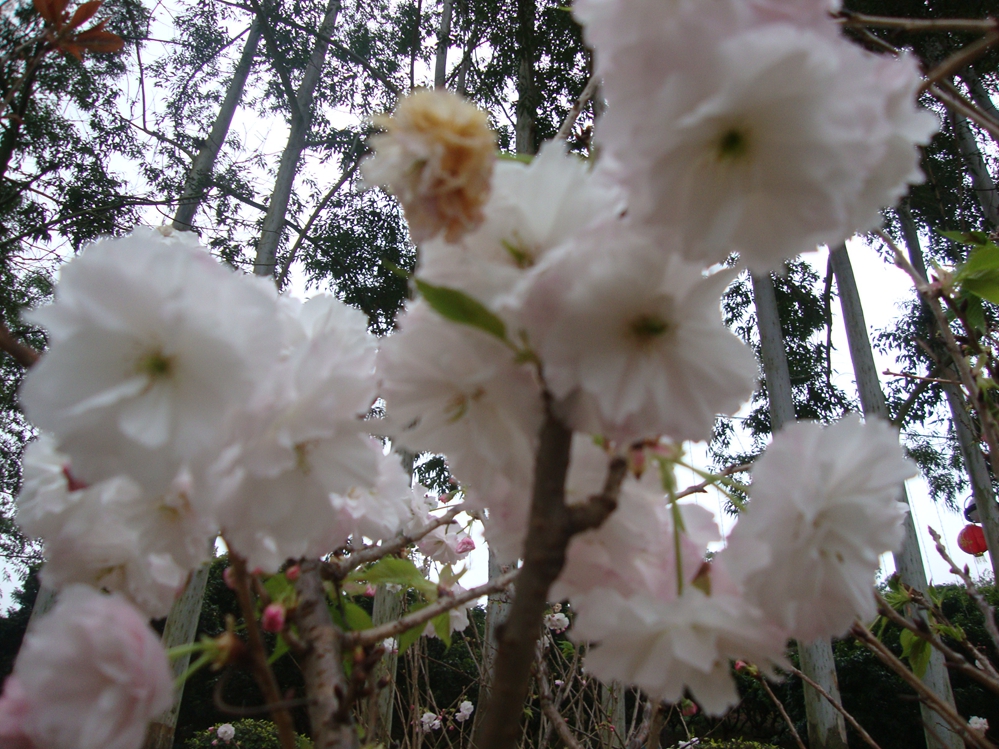 DSC04486.JPG