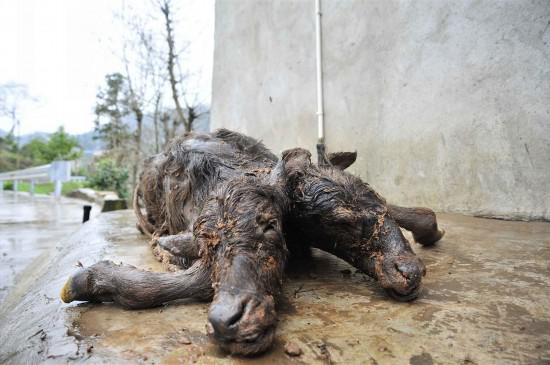 这头小牛肯定是畸形了,据说因为基因变异,看起来还有点恐怖.