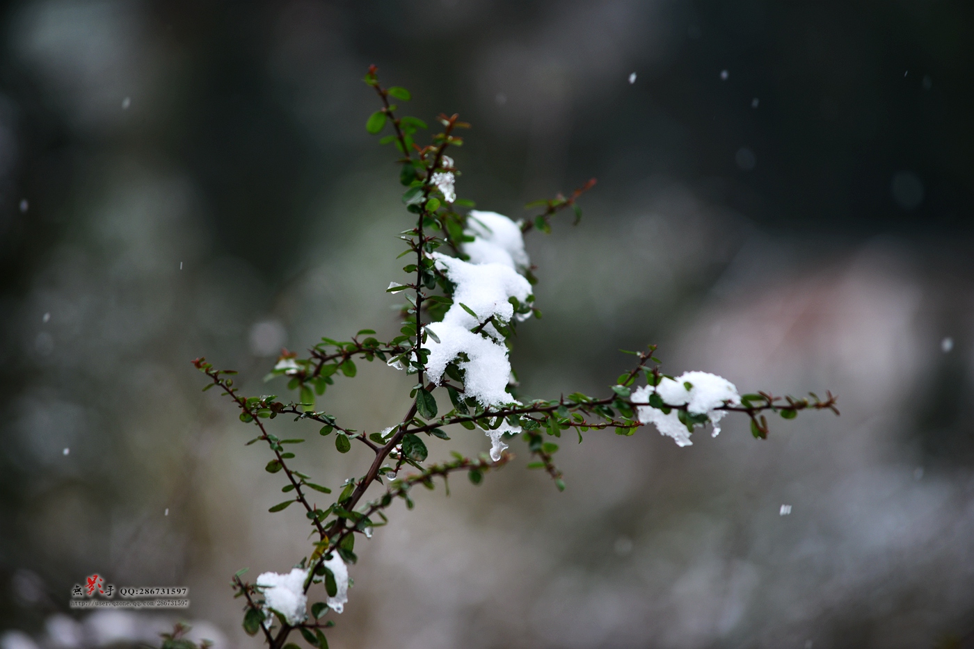 DSC_0970.jpg