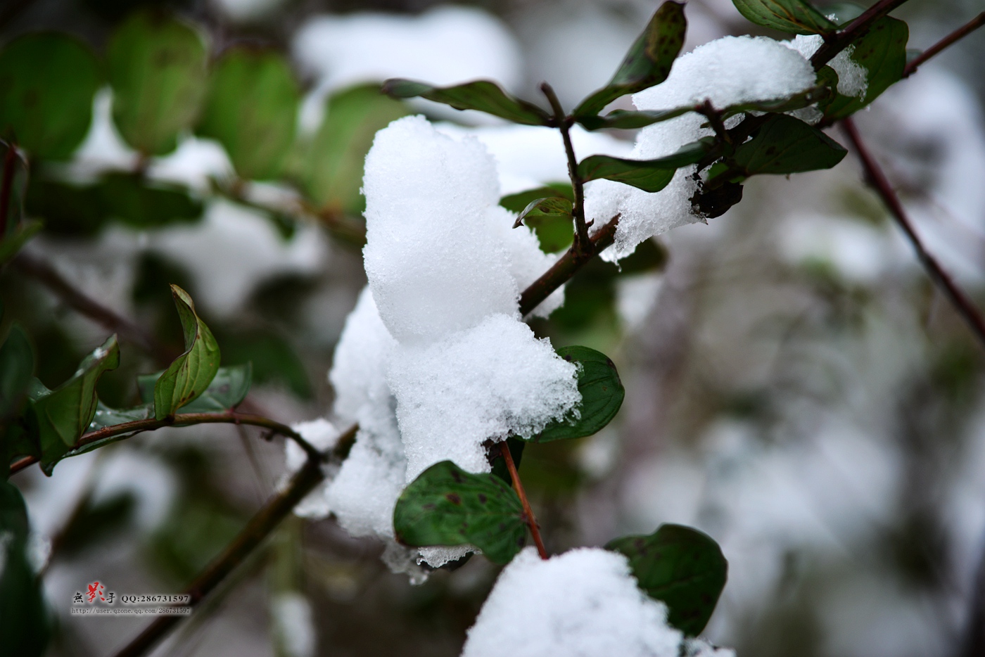 DSC_0972.jpg