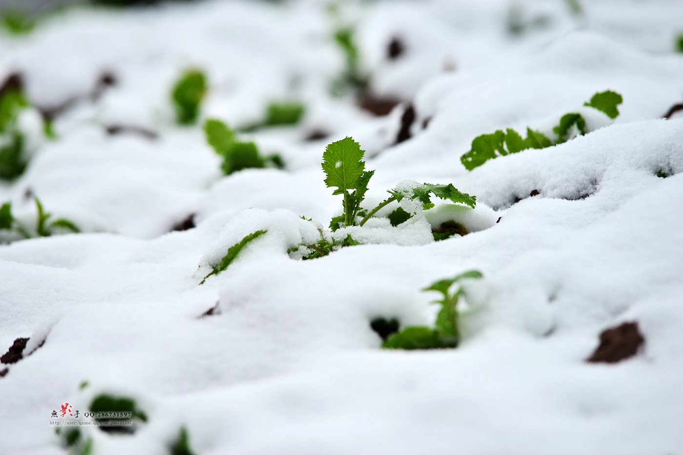 DSC_1012.jpg