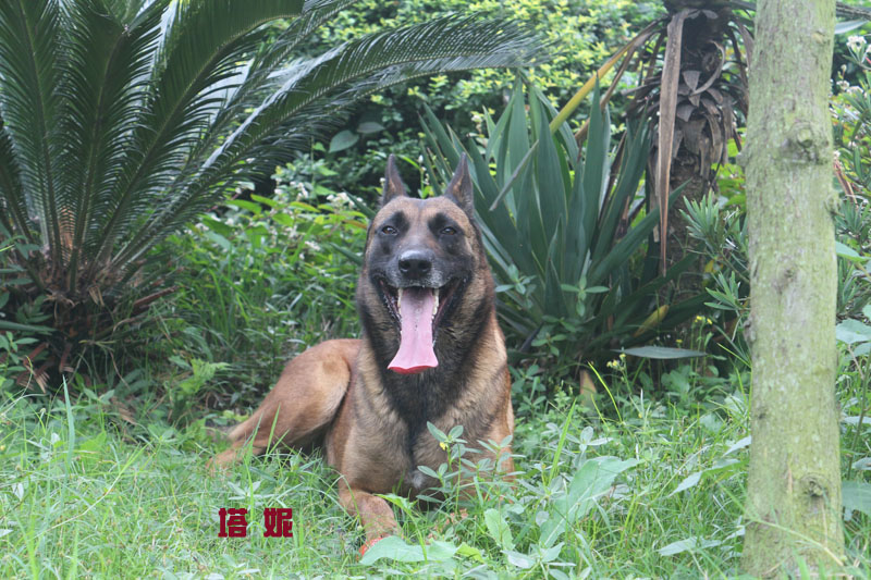 一窝8条荷系小马犬,喜欢老血的新主人来选.