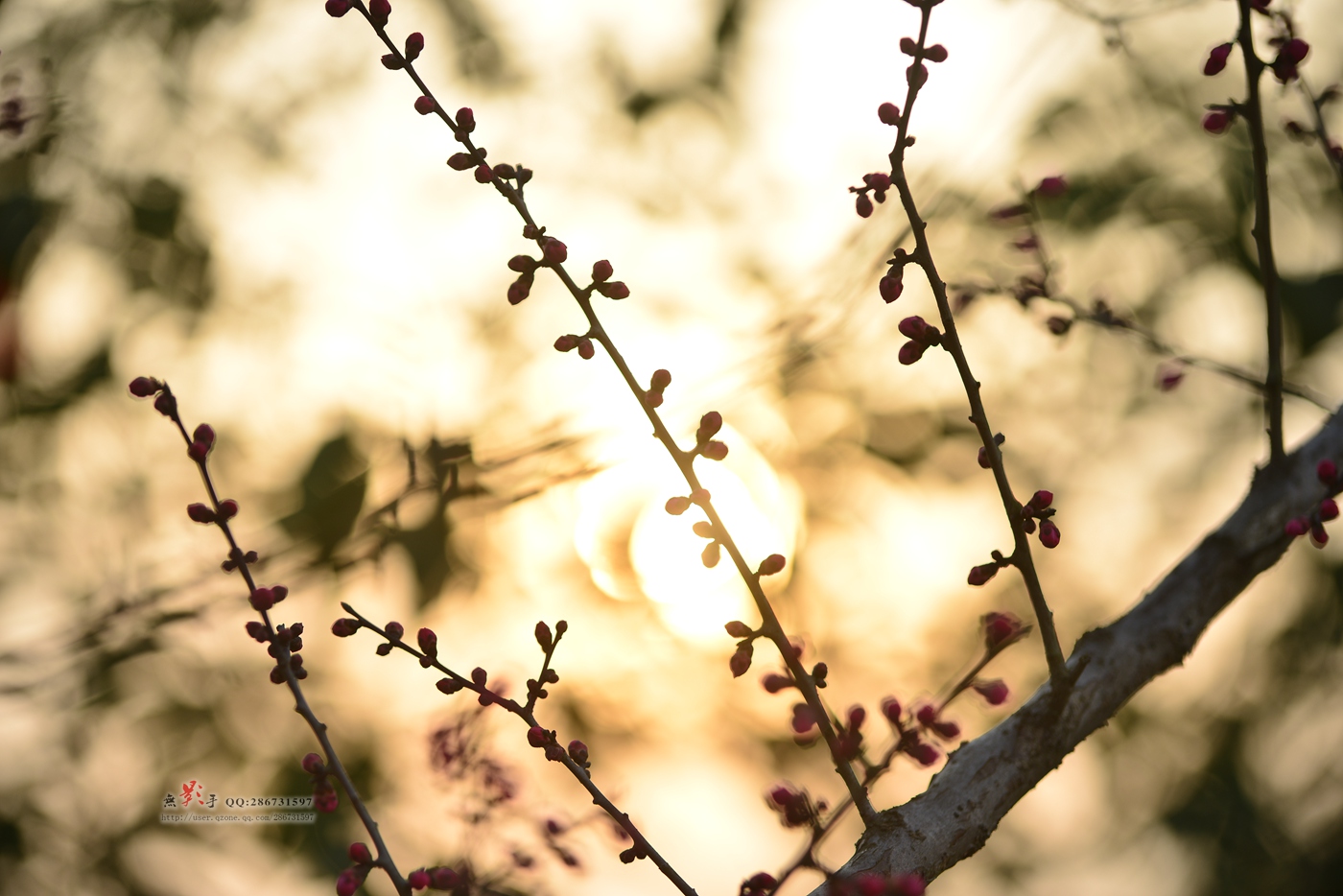 DSC_1550.jpg