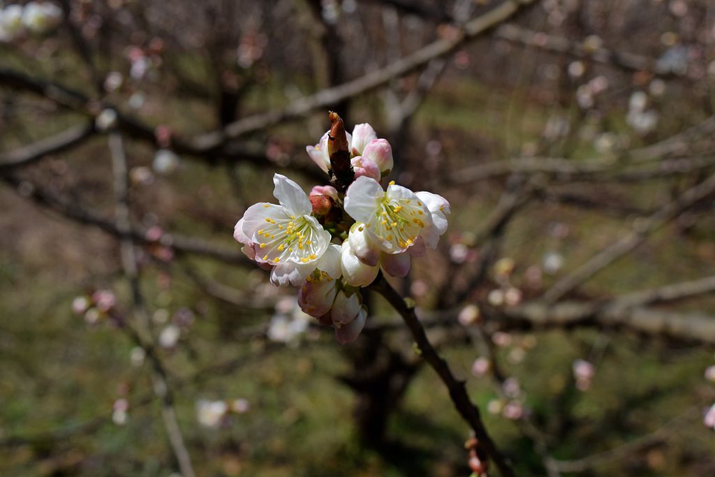 DSC_0073_.jpg