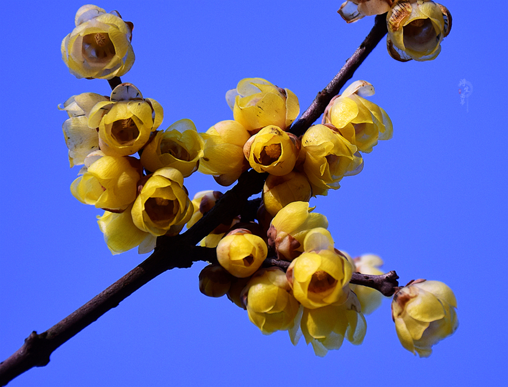 DSC_0166____.jpg