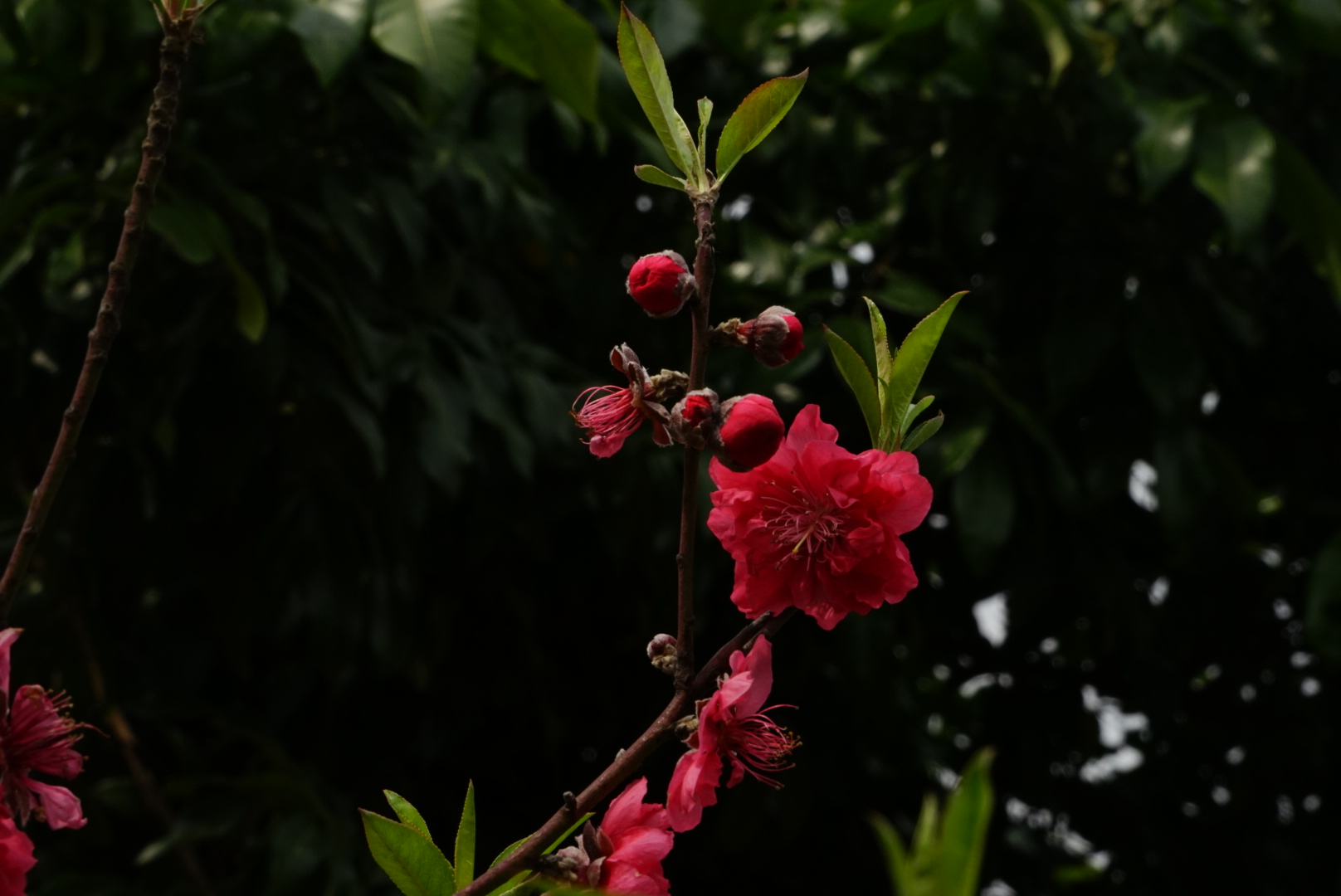 DSC09913.JPG