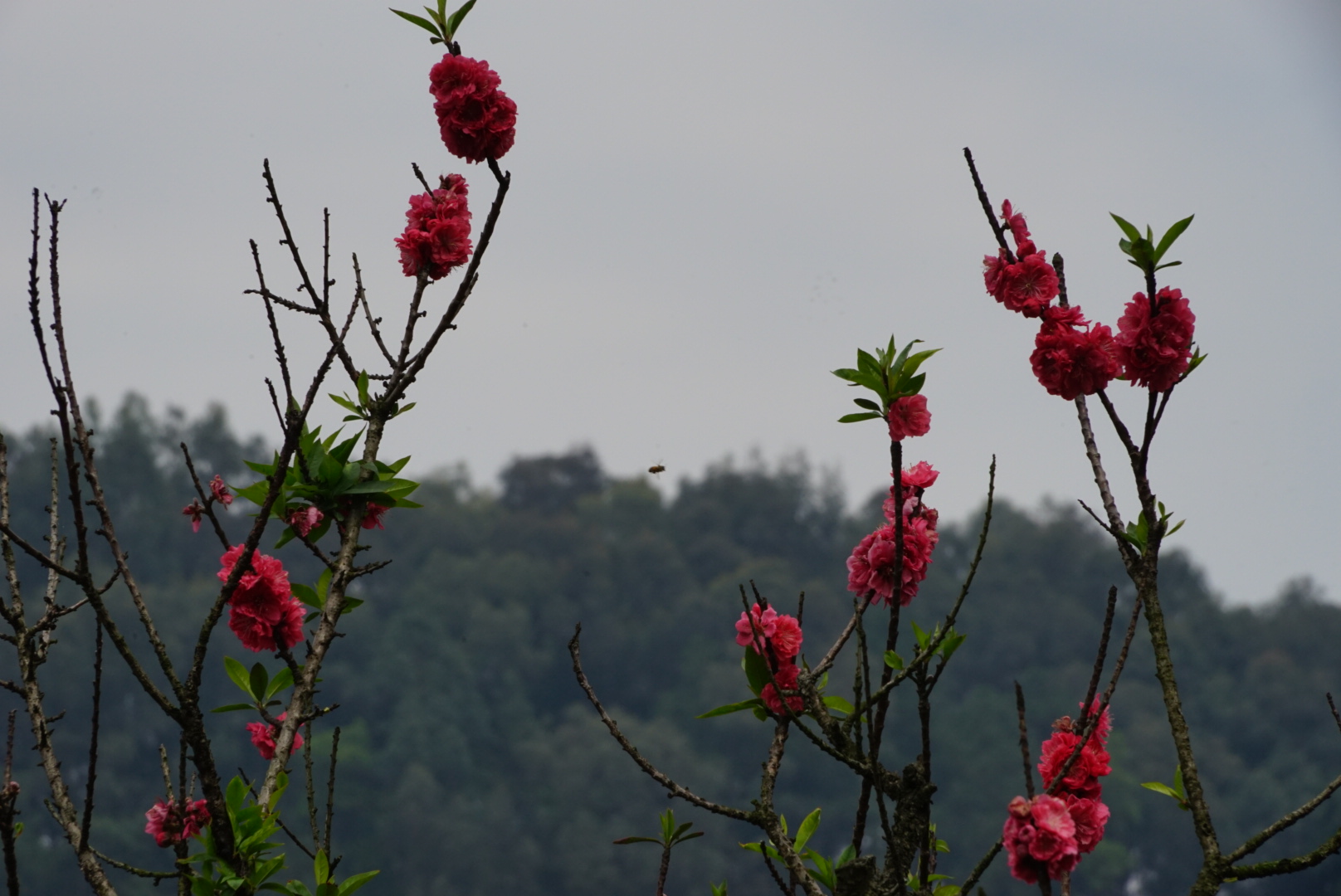 DSC09917.JPG