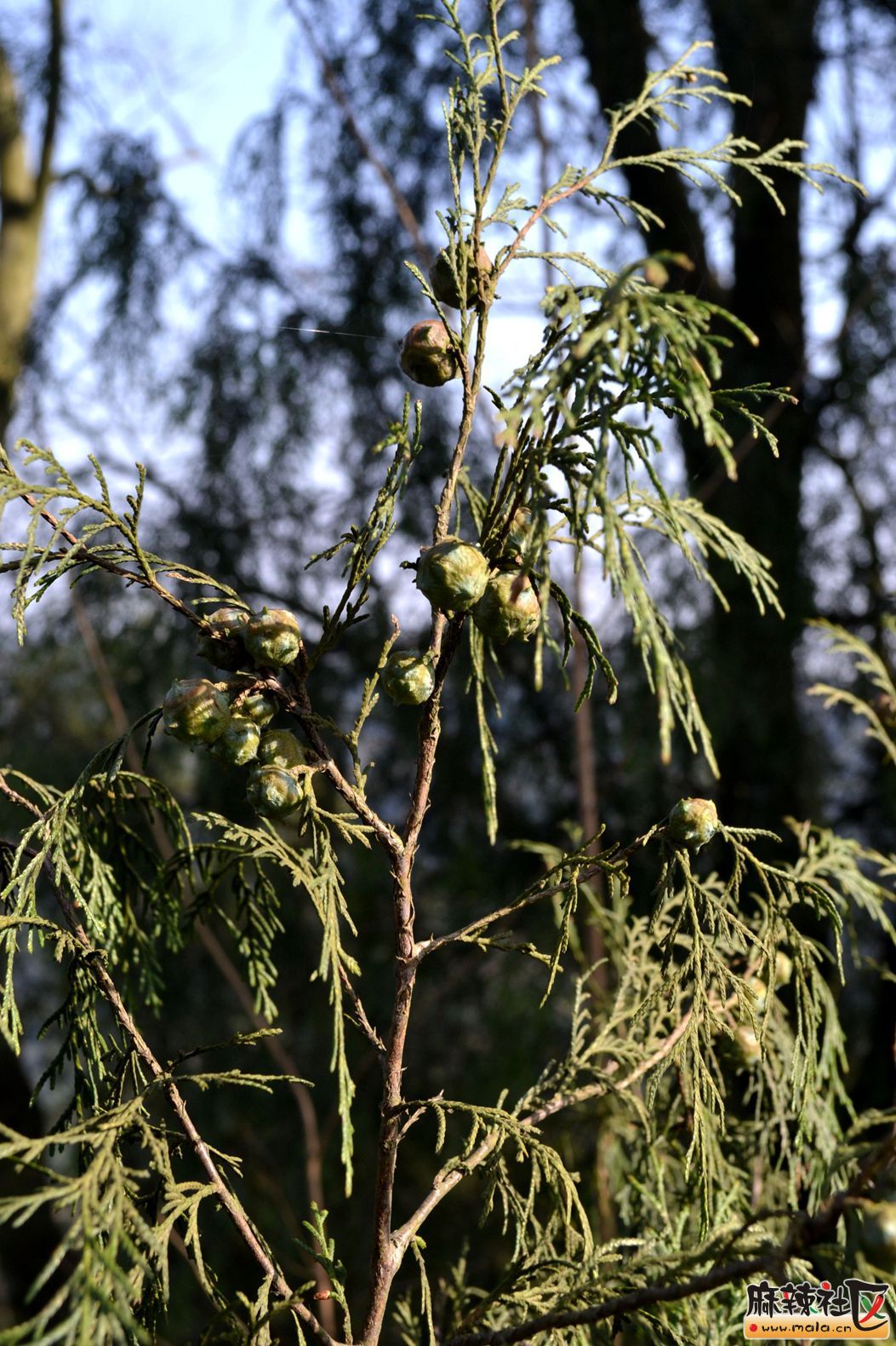 DSC_5440.JPG