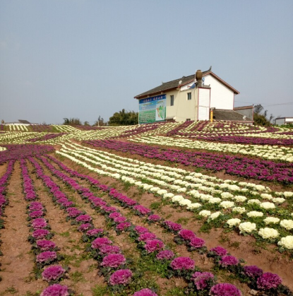 隆昌花漫水乡图片