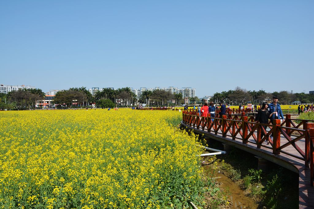 东莞油菜花景点图片