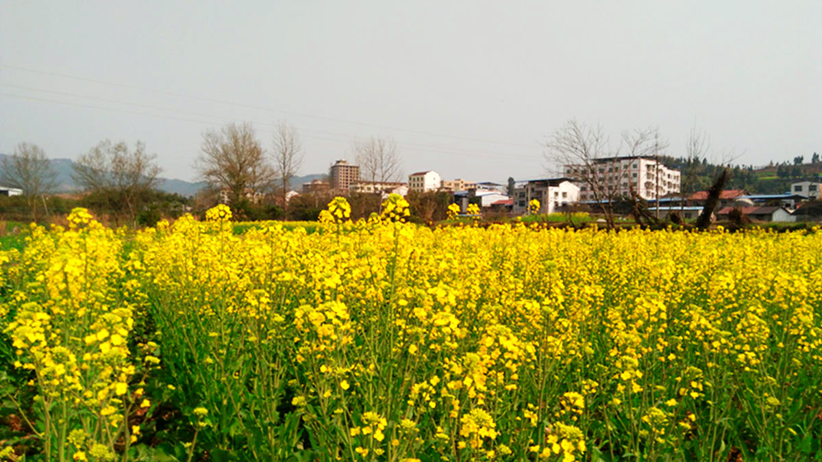 IMG_20160302_124400.jpg