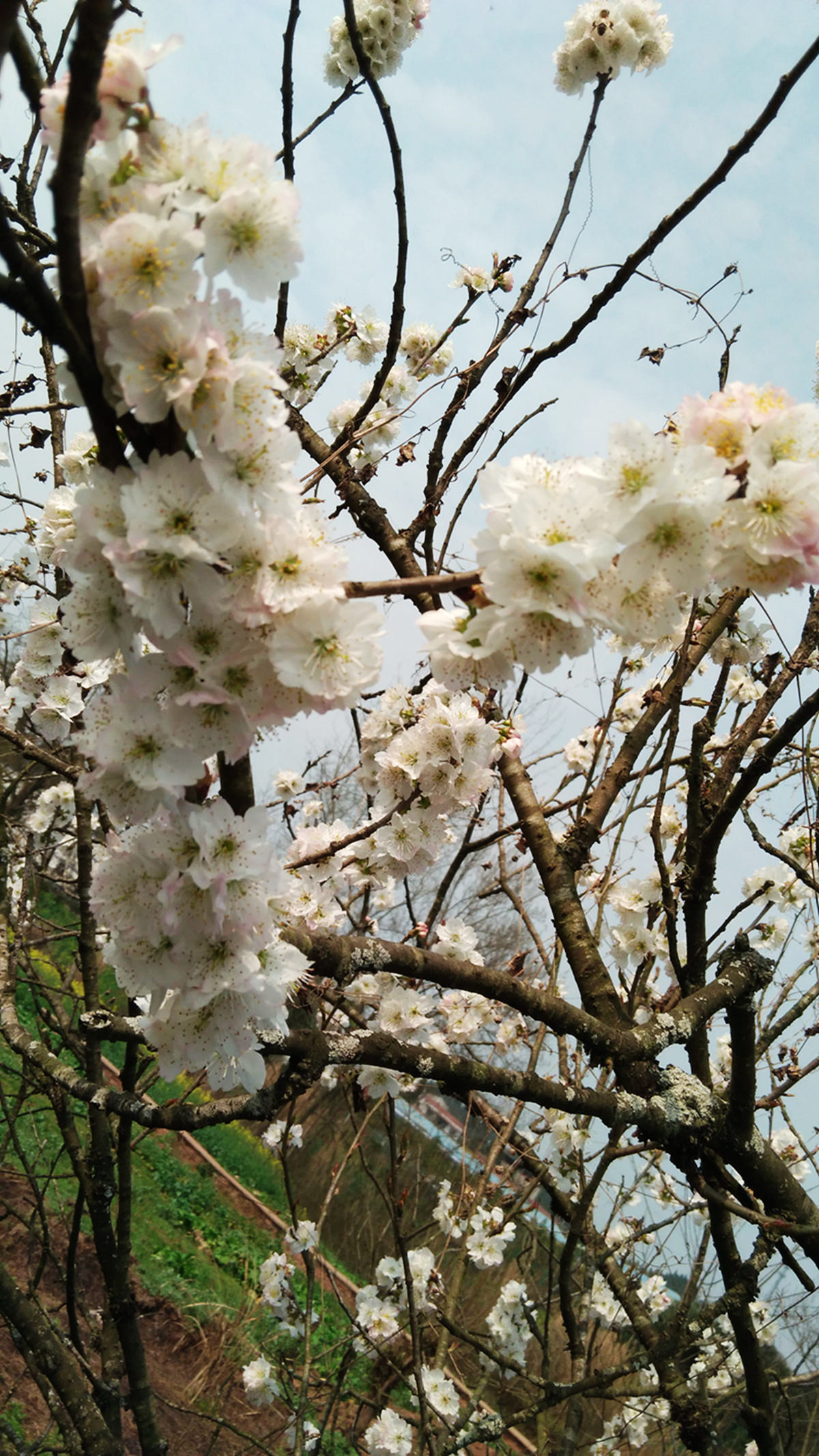 春天田野中的樱桃花