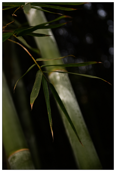 DSC_2384.jpg