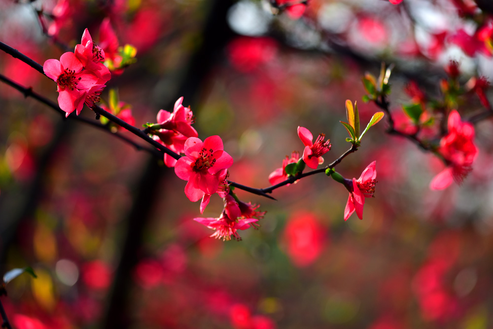 DSC_8168 - .JPG