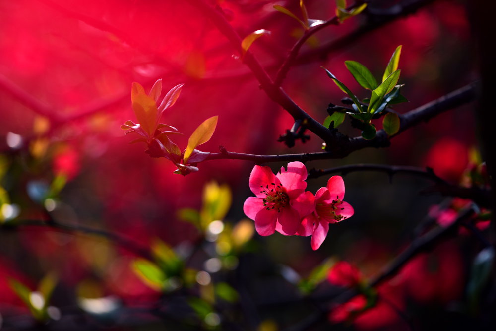 DSC_8174 - .JPG